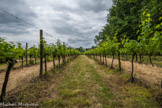 Château Boutinet.<br> Une partie du vignoble.
