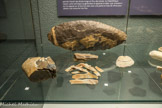 Musée d'Aquitaine. <br> Fac-similé d’un nucléus laminaire et de ses lames après remontage (type Paléolithique récent). Moulage d’un très grand nucléus, Porchères, Magdalénien. Différents types de silex, Bergeracols, Dordogne, Gironde. Quartz laiteux Saint-Paul-la-Roche.