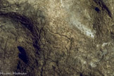 La grotte de Pair-non-Pair. <br> Un bouquetin. Les premières gravures, aperçues dès 1883, sont identifiées en 1896. En les rapprochant des niveaux archéologiques, des industries lithique et osseuse, François Daleau les date de la période aurignacienne (entre -33000 et -26000 ans). Les six mille ossements découverts ont permis d’identifier près de soixante espèces animales.
De très nombreux carnivores : ours des cavernes, loup, renard, blaireau, putois, panthère et lion des cavernes, hyène, mais aussi sanglier, renne, cerf, mégacéros, daim, aurochs, bison, chamois, cheval, lièvre et lapin, taupe, hérisson.
Le rhinocéros, le mammouth faisaient également partie de l’environnement des hommes de Pair- non-Pair qui chassaient aussi les oiseaux : oies, canards, goélands, perdrix, pigeons, aigles, vautours...
Certains sont représentés sur les parois de la caverne. Le bouquetin est le plus fréquemment gravé mais ses os n’ont été retrouvés, ni ici, ni dans aucun gisement préhistorique en Gironde.
La hyène a fréquenté de manière assidue la grotte, mais seulement en l’absence des humains.