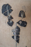 La Villa gallo-romaine et le Musée de Plassac. <br> Oiseaux perchés sur des tiges. Il s’agit de motifs associés au candélabre de séparation des panneaux médians.