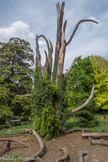 Jardin Public <br> Le projet artistique du sculpteur José Le Piez a redonné vie à ce cèdre.