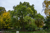 <center>Parc Monceau.</center>Platane de 1814.